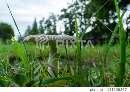 茸と茅葺屋根 131136867