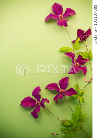 Blooming clematis vine isolated on green texture 131137088