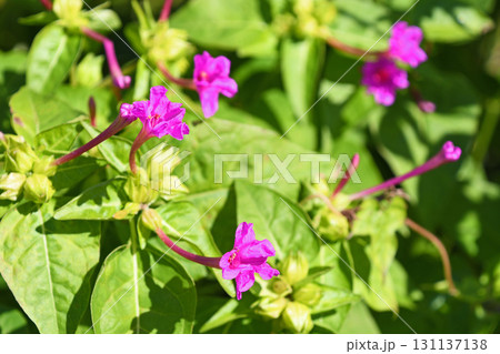 オシロイバナ(白粉花) オシロイバナ(白粉花) 131137138