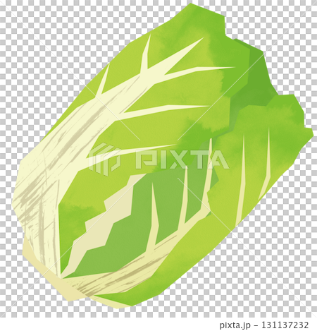 Paper-cut style Chinese cabbage Paper-cut style Chinese cabbage 131137232