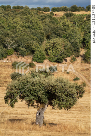 Solitary Oak in a Tranquil Countryside Setting Solitary Oak in a Tranquil Countryside Setting 131137489