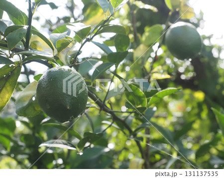 雨上がりの青い檸檬のクローズアップ（薬師山のレモンの木） 131137535