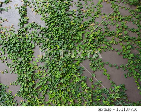 Green leaf texture. Ficus pumila leaves on concrete wall. Green leaf texture. Ficus pumila leaves on concrete wall. 131137710