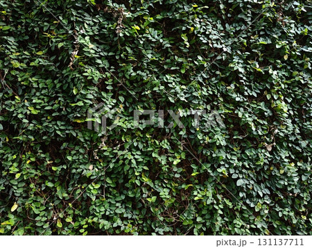 Green leaf texture. Ficus pumila leaves on concrete wall. Green leaf texture. Ficus pumila leaves on concrete wall. 131137711