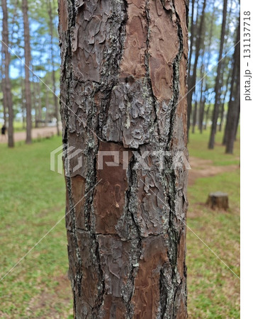 Pine tree bark close up. 131137718