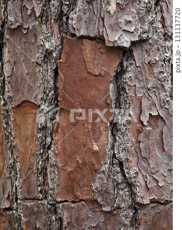 Pine tree bark close up. 131137720