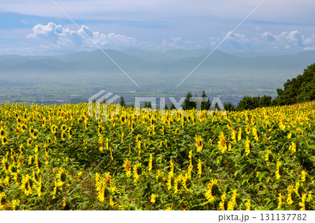 福島県喜多方市熱塩加納町相田字北権現森甲　三ノ倉高原花畑の斜面のヒマワリ畑と会津盆地を見下ろす景色 131137782