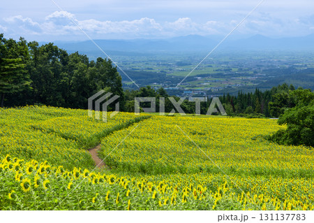 福島県喜多方市熱塩加納町相田字北権現森甲 三ノ倉高原花畑の斜面のヒマワリ畑と会津盆地を見下ろす景色 福島県喜多方市熱塩加納町相田字北権現森甲 三ノ倉高原花畑の斜面のヒマワリ畑と会津盆地を見下ろす景色 131137783
