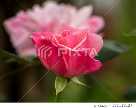 魅力的なバラの開花 131138127