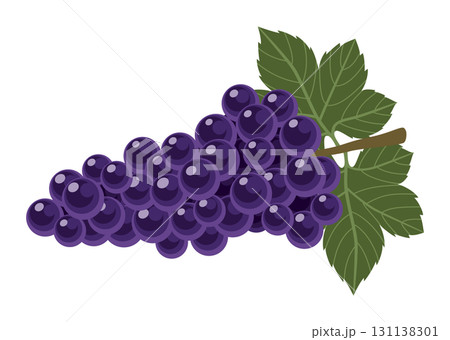ぶどう(葡萄・巨峰)のイラスト/秋の果物(主線なし) ぶどう(葡萄・巨峰)のイラスト/秋の果物(主線なし) 131138301