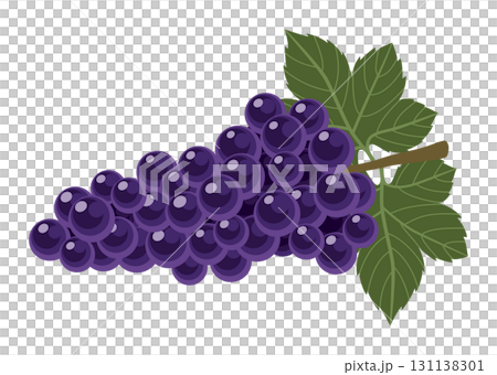 ぶどう(葡萄・巨峰)のイラスト/秋の果物(主線なし) ぶどう(葡萄・巨峰)のイラスト/秋の果物(主線なし) 131138301