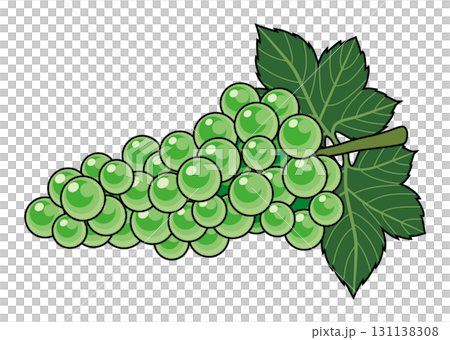 馬斯喀特插圖/秋季水果（帶主線） 131138308