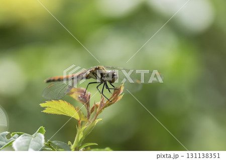 木の葉にとまる赤トンボ 木の葉にとまる赤トンボ 131138351