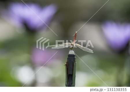 スイレンのある池にとまる赤とんぼ 131138355