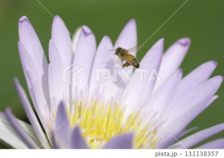 スイレンの花とミツバチ 131138357