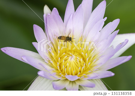 スイレンの花とミツバチ 131138358