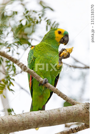Blue-fronted amazon (Amazona aestiva), Corumba, South Pantanal, Mato Grosso do Sul, Brazil. Brazilian wildlife and birdwatching. 131138370