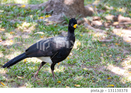 Male of bare-faced curassow (Crax fasciolata), Pocone, South Pantanal Mato Grosso, Brazil. Brazilian wildlife and birdwatching. Male of bare-faced curassow (Crax fasciolata), Pocone, South Pantanal Mato Grosso, Brazil. Brazilian wildlife and birdwatching. 131138378