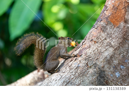 Brazilian squirrel (Sciurus aestuans), Paraty, Rio de Janeiro. Brazil. Brazilian wildlife and wilderness. Brazilian squirrel (Sciurus aestuans), Paraty, Rio de Janeiro. Brazil. Brazilian wildlife and wilderness. 131138389