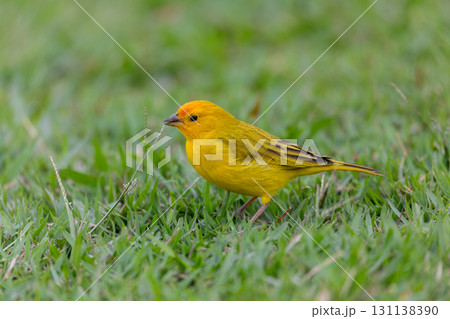 Saffron finch (Sicalis flaveola), Angra dos Reis, Rio de Janeiro, Brazil. Brazilian wildlife and birdwatching. 131138390