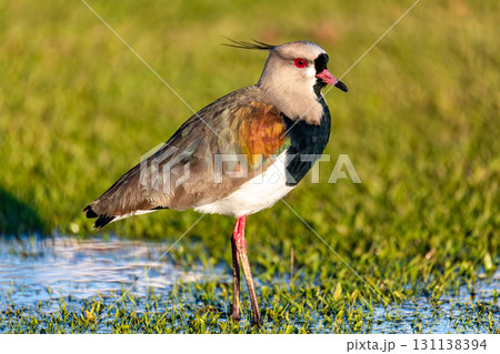 Southern lapwing (Vanellus chilensis), Curitiba, Parana. Brazil. Brazilian wildlife and birdwatching. 131138394