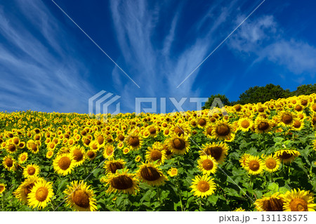 福島県喜多方市熱塩加納町相田字北権現森甲　三ノ倉高原花畑の斜面一面のヒマワリ畑と快晴の青空 131138575