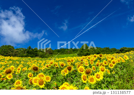 福島県喜多方市熱塩加納町相田字北権現森甲 三ノ倉高原花畑の斜面一面のヒマワリ畑と快晴の青空 福島県喜多方市熱塩加納町相田字北権現森甲 三ノ倉高原花畑の斜面一面のヒマワリ畑と快晴の青空 131138577