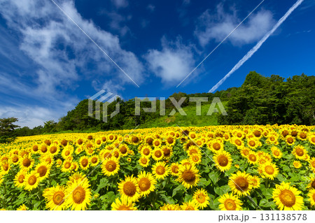 福島県喜多方市熱塩加納町相田字北権現森甲 三ノ倉高原花畑の斜面一面のヒマワリ畑と快晴の青空 福島県喜多方市熱塩加納町相田字北権現森甲 三ノ倉高原花畑の斜面一面のヒマワリ畑と快晴の青空 131138578