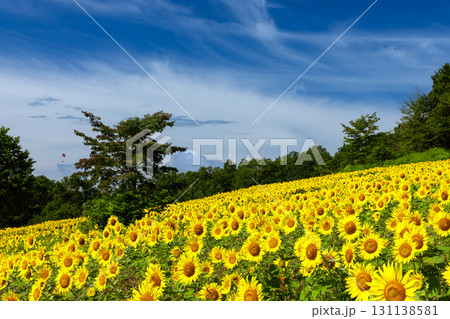 福島県喜多方市熱塩加納町相田字北権現森甲　三ノ倉高原花畑の斜面一面のヒマワリ畑と快晴の青空 131138581