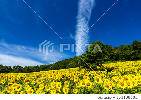 福島県喜多方市熱塩加納町相田字北権現森甲 三ノ倉高原花畑の斜面一面のヒマワリ畑と快晴の青空 福島県喜多方市熱塩加納町相田字北権現森甲 三ノ倉高原花畑の斜面一面のヒマワリ畑と快晴の青空 131138583