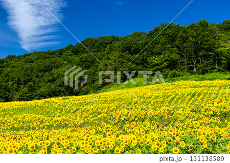 福島県喜多方市熱塩加納町相田字北権現森甲 三ノ倉高原花畑の斜面一面のヒマワリ畑と快晴の青空 福島県喜多方市熱塩加納町相田字北権現森甲 三ノ倉高原花畑の斜面一面のヒマワリ畑と快晴の青空 131138589