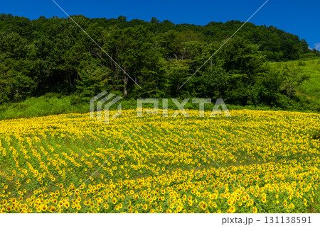 福島県喜多方市熱塩加納町相田字北権現森甲　三ノ倉高原花畑の斜面一面のヒマワリ畑と快晴の青空 131138591