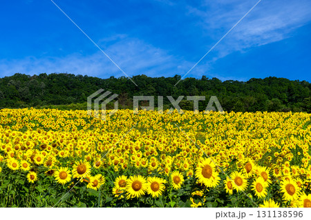福島県喜多方市熱塩加納町相田字北権現森甲 三ノ倉高原花畑の斜面一面のヒマワリ畑と快晴の青空 福島県喜多方市熱塩加納町相田字北権現森甲 三ノ倉高原花畑の斜面一面のヒマワリ畑と快晴の青空 131138596