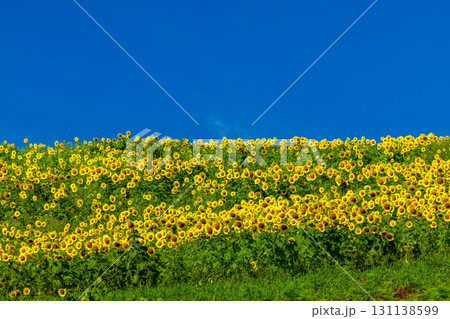 福島県喜多方市熱塩加納町相田字北権現森甲　三ノ倉高原花畑の斜面一面のヒマワリ畑と快晴の青空 131138599