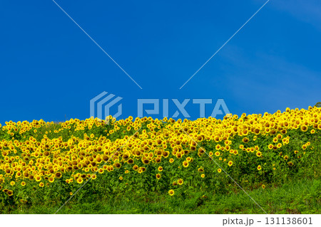 福島県喜多方市熱塩加納町相田字北権現森甲　三ノ倉高原花畑の斜面一面のヒマワリ畑と快晴の青空 131138601