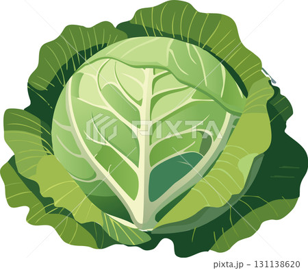 きれいなキャベツのイラスト きれいなキャベツのイラスト 131138620