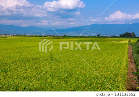 爽やかな夏空の下に広がる会津地方の田園風景 131138652