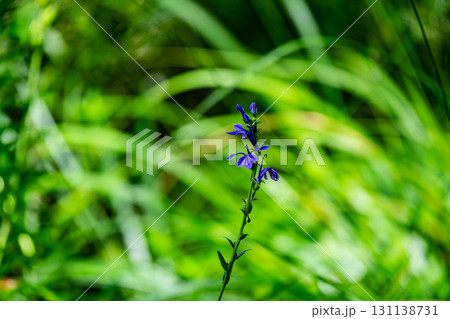 【国指定天然記念物】鯉ヶ窪湿原 初秋の湿原に咲くサワギキョウ1 岡山県新見市 【国指定天然記念物】鯉ヶ窪湿原 初秋の湿原に咲くサワギキョウ1 岡山県新見市 131138731