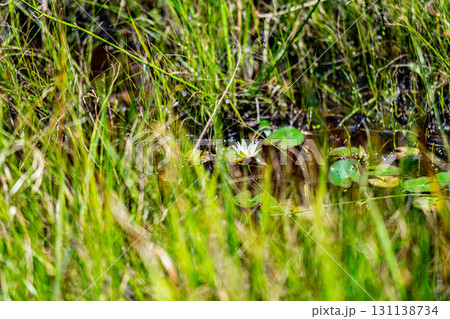 【国指定天然記念物】鯉ヶ窪湿原 初秋の湿原に咲くヒツジグサ5 岡山県新見市 【国指定天然記念物】鯉ヶ窪湿原 初秋の湿原に咲くヒツジグサ5 岡山県新見市 131138734