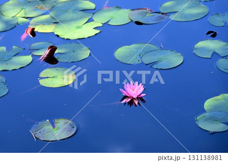 蛇の池 蛇の池 131138981