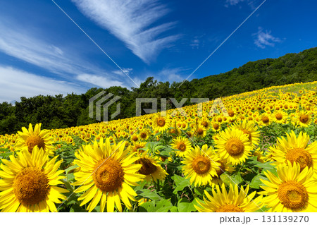 福島県喜多方市熱塩加納町相田字北権現森甲 三ノ倉高原花畑の斜面一面のヒマワリ畑と快晴の青空 福島県喜多方市熱塩加納町相田字北権現森甲 三ノ倉高原花畑の斜面一面のヒマワリ畑と快晴の青空 131139270