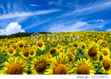 福島県喜多方市熱塩加納町相田字北権現森甲　三ノ倉高原花畑の斜面一面のヒマワリ畑と快晴の青空 131139273