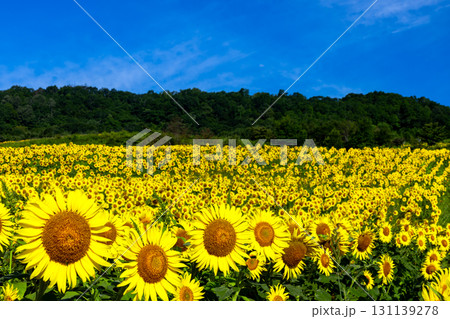 福島県喜多方市熱塩加納町相田字北権現森甲　三ノ倉高原花畑の斜面一面のヒマワリ畑と快晴の青空 131139278