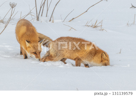 厳しい冬を生きるキタキツネ兄弟 131139579