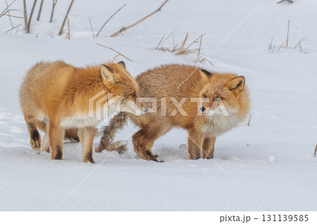 厳しい冬を生きるキタキツネ兄弟 131139585