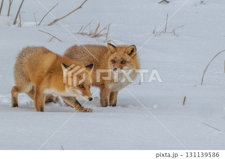 厳しい冬を生きるキタキツネ兄弟 131139586
