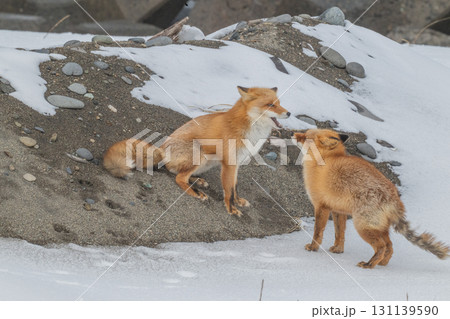 厳しい冬を生きるキタキツネ兄弟 131139590