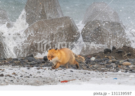 厳しい冬を生きるキタキツネ兄弟 131139597