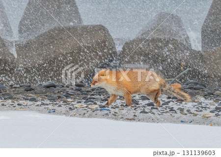 厳しい冬を生きるキタキツネ兄弟 131139603