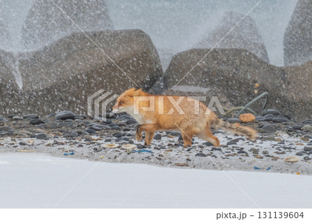 厳しい冬を生きるキタキツネ兄弟 厳しい冬を生きるキタキツネ兄弟 131139604
